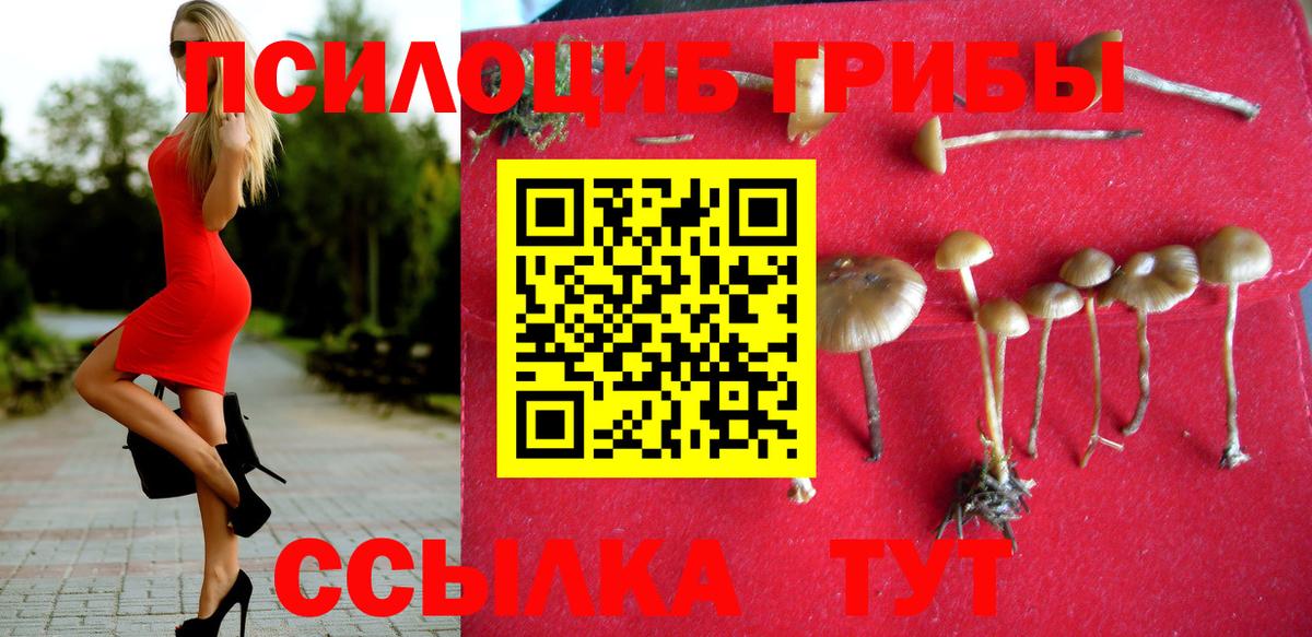Псилоцибиновые грибы Cubensis Буйнакск